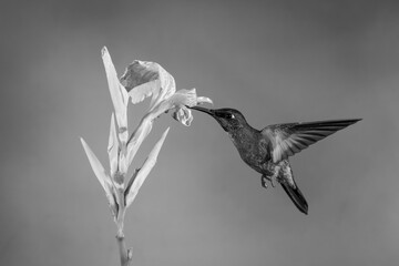 Fototapeta premium Mono fawn-breasted brilliant drinking from canna lily