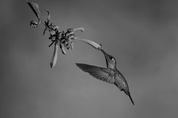 Fototapeta premium Mono fawn-breasted brilliant drinks from Cape fuchsia