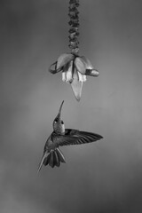 Obraz premium Mono fawn-breasted brilliant flies to banana flower