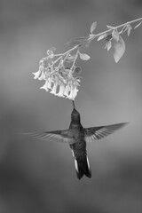 Obraz premium Mono fawn-breasted brilliant hovers drinking beneath flower