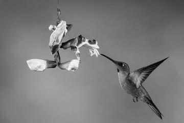 Obraz premium Mono fawn-breasted brilliant hovers drinking by flower