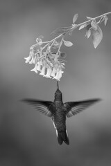 Obraz premium Mono fawn-breasted brilliant hovers drinking below flower
