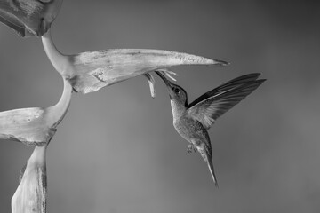 Obraz premium Mono fawn-breasted brilliant hovers drinking under heliconia