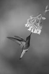 Obraz premium Mono fawn-breasted brilliant hovers feeding under flowers