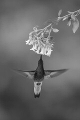 Obraz premium Mono fawn-breasted brilliant hovers feeding from flowers
