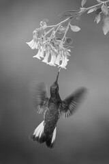 Obraz premium Mono fawn-breasted brilliant hovers drinking from flowers