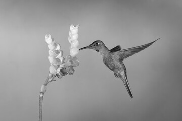 Obraz premium Mono fawn-breasted brilliant hovers drinking from flower