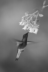 Obraz premium Mono fawn-breasted brilliant hovers feeding from flower