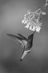 Obraz premium Mono fawn-breasted brilliant hovers feeding under flower