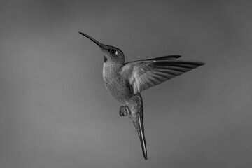 Obraz premium Mono fawn-breasted brilliant hovers lifting its beak