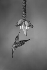 Obraz premium Mono fawn-breasted brilliant hovers just under flower