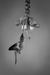 Obraz premium Mono fawn-breasted brilliant hovers under banana flower