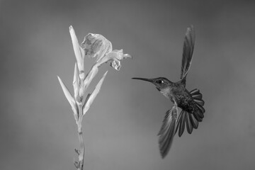 Obraz premium Mono fawn-breasted brilliant in mid-air around flower