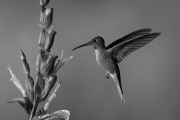 Obraz premium Mono fawn-breasted brilliant near sanchezia lifting wings