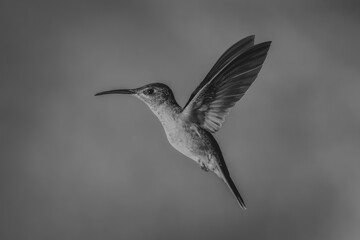 Obraz premium Mono fawn-breasted brilliant in mid-air against background