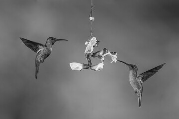Obraz premium Mono fawn-breasted brilliants hover round Mysore trumpetvine