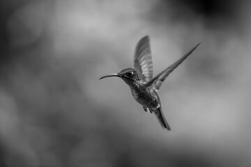 Obraz premium Mono fawn-breasted brilliant lifting wings against bokeh
