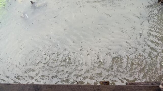Ripples form on wet, reflective surface. Water flows gently over textured, grayish ground. Small droplets scatter across the scene. Distant wooden edge adds depth and contrast
