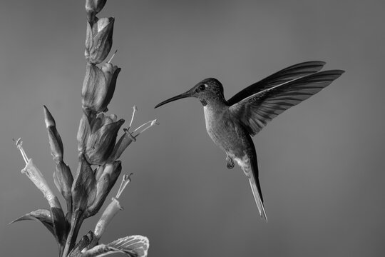 Mono fawn-breasted brilliant near sanchezia lifting wings