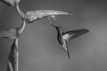 Fototapeta premium Mono fawn-breasted brilliant under heliconia flapping wings