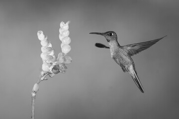 Fototapeta premium Mono fawn-breasted brilliant spreading wings near flower