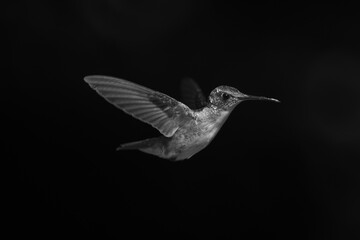 Fototapeta premium Mono female Andean emerald against black background