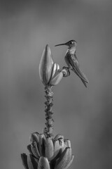 Fototapeta premium Mono fawn-breasted brilliant in profile on flower