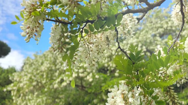 White acacia flowers, spring blossom. Acacia trees in a park. Beautiful Black Locust Robinia pseudoacacia blooming in a spring park. 
