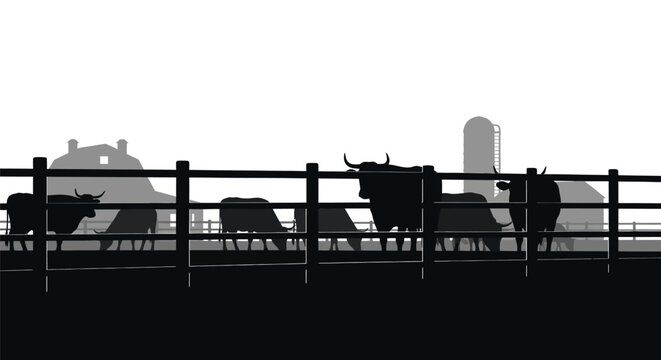 Cows in a fenced area silhouette.