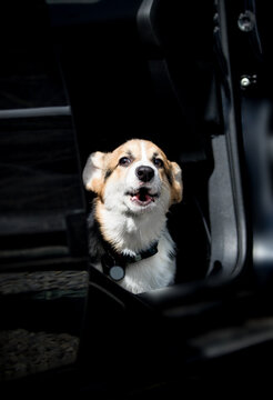 Funny barking Corgi puppy looking out of the car.
