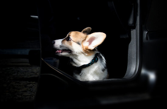 Excited Corgi puppy sitting in a car looking forward to a trip.