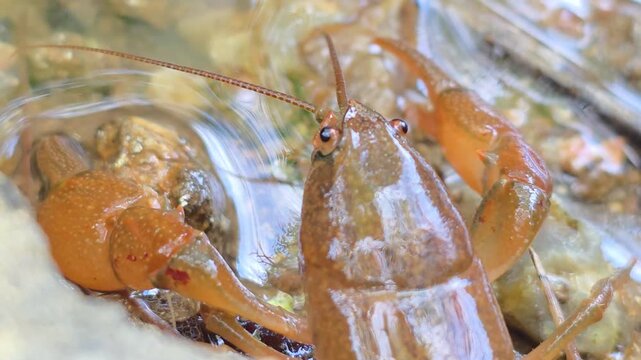 


Macro Shot of a Crayfish in the Wild Water Environment # 017


