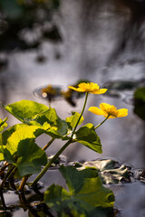 Fototapeta premium Marsh marigolds blooming in a wetland meadow 