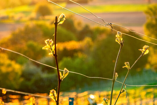 Abendstimmung in einem Weinberg im Fr&uuml;hjahr