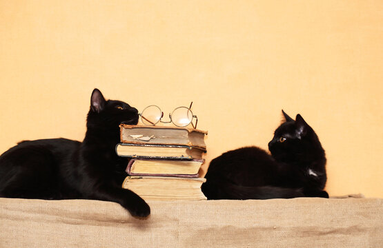 Clever Cats