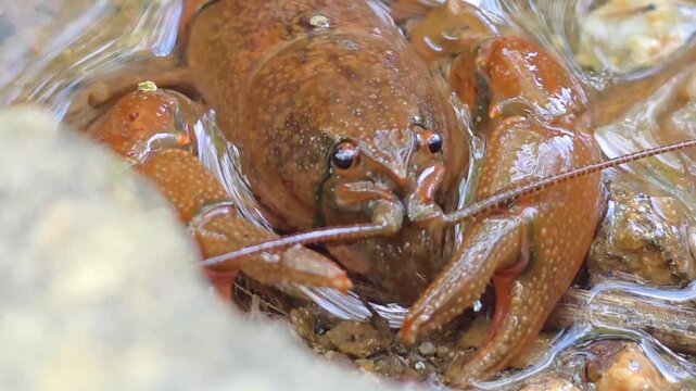 
Macro Shot of a Crayfish in the Wild Water Environment # 018

