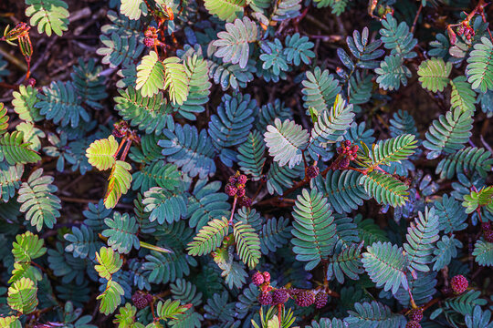 Shameplant foliage (mimosa pudica)-sensitive plant blossom