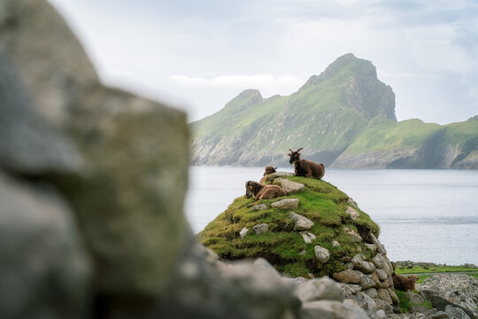 View of Soay sheep resting on a grassy mound with a stone wall in the foreground and the dramatic cliffs of Hirta in the background, Scotland, United Kingdom.