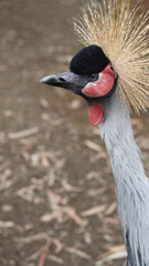 Obraz premium African crowned crane with distinctive plumage in natural habitat