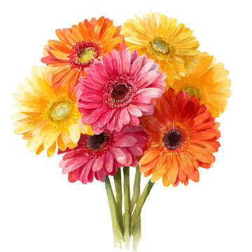 Stylized watercolor Gerbera Daisy Bouquet vector, modern artistic illustration with high-quality details on a pure white background.