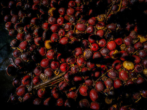 Top view close-up of exotic Buriti (Miriti) palm fruits with red scales floating in dark water, Amazon rainforest, Brazil