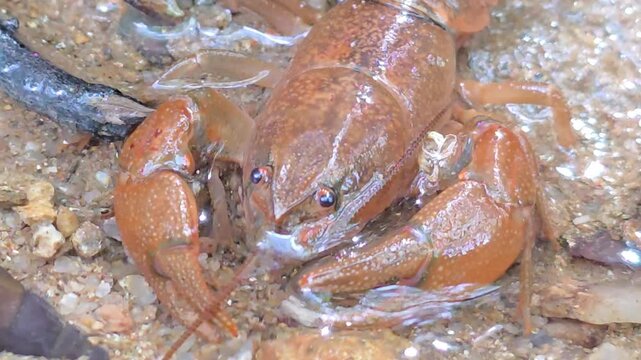 

Macro Shot of a Crayfish in the Wild Water Environment # 021

