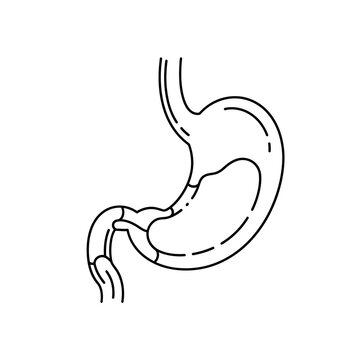 Medical illustration of the human stomach, showing the digestive system anatomy.