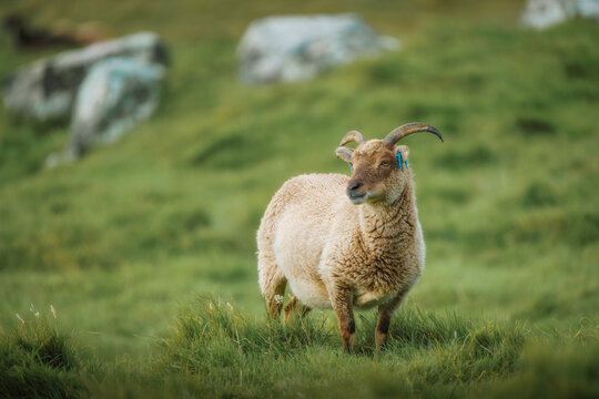 View of a Soay sheep with curved horns standing on a lush green hillside with scattered rocks Scotland, United Kingdom.