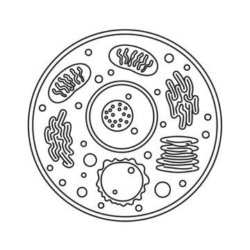 Diagram of a eukaryotic cell with labeled organelles in black and white.