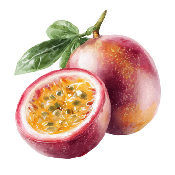 Watercolor Passion Fruit vector, artistic painting style, high-resolution illustration on a pure white background.