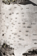 Fototapeta premium White Birch Bark Texture With Natural Rustic Detail