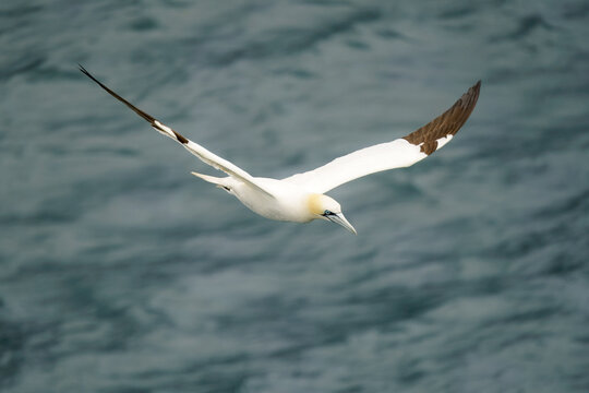View of a Northern Gannet in flight with its wings spread over the dark blue ocean waves near Boreray, Scotland, United Kingdom.