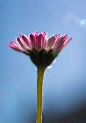 Pink Common Daisy Against Blue Sky in Macro © Vjom