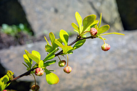 A close-up shot of a barberry branch featuring vibrant green leaves and delicate reddish-yellow flower buds hanging on thin stems against a soft bokeh background.